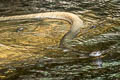 Indochinese Spitting Cobra Naja siamensis