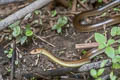 Indochinese Rat Snake Ptyas korros (Javan Rat Snake)