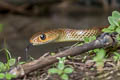 Indochinese Rat Snake Ptyas korros (Javan Rat Snake)