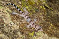 Intermediate Banded Bent-toed Gecko Cyrtodactylus intermedius (Cardamon Mountains Bent-toed Gecko)