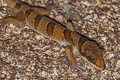 Intermediate Banded Bent-toed Gecko Cyrtodactylus intermedius (Cardamon Mountains Bent-toed Gecko)