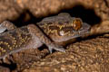 Jarujin's Bent-toed Gecko Cyrtodactylus jarujini