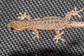 Khlong Lan Dwarf Gecko Hemiphyllodactylus khlonglanensis