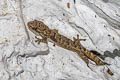 Khlong Lan Dwarf Gecko Hemiphyllodactylus khlonglanensis