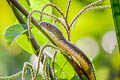 King Cobra Ophiophagus hannah