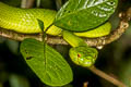 Trimeresurus sp. nov.