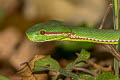 Trimeresurus sp. nov.