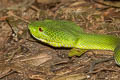 Trimeresurus sp. nov.