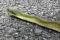 Large-eyed Bamboo Snake Pseudoxenodon macrops (Large-eyed False Cobra)