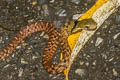 Large-eyed Bamboo Snake Pseudoxenodon macrops (Large-eyed False Cobra)