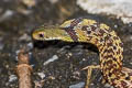 Large-eyed Bamboo Snake Pseudoxenodon macrops (Large-eyed False Cobra)