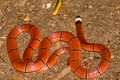 MacClelland's Coral Snake Sinomicrurus macclellandi