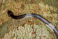 Malayan Banded Wolf Snake Lycodon subcinctus