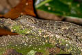 Malayan Rock Gecko Cnemaspis narathiwatensis