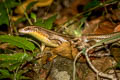 Many-lined Sun Skink Eutropis multifasciata Eutropis multifasciata (Common Sun Skink)