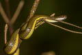 Northern Rice Paddy Snake Hypsiscopus wettsteini