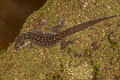 Oldham's Bent-toed Gecko Cyrtodactylus oldhami