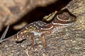 Oldham's Bent-toed Gecko Cyrtodactylus oldhami