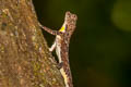 Orange-winged Gliding Lizard Draco maculatus