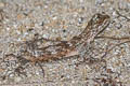 Orange-winged Gliding Lizard Draco maculatus