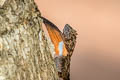 Orange-winged Gliding Lizard Draco maculatus