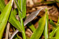 Oriental Whip Snake Ahaetulla prasina (Oriental Vine Snake)