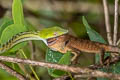 Oriental Whip Snake Ahaetulla prasina (Oriental Vine Snake)