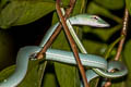 Oriental Whip Snake Ahaetulla prasina (Oriental Vine Snake)