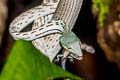 Oriental Whip Snake Ahaetulla prasina (Oriental Vine Snake)