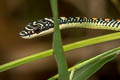 Paradise Tree Snake Chrysopelea paradisi