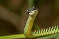 Paradise Tree Snake Chrysopelea paradisi