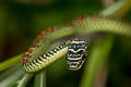 Paradise Tree Snake Chrysopelea paradisi