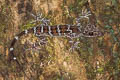 Peters's Bent-toed Gecko Cyrtodactylus consobrinus