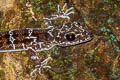 Peters's Bent-toed Gecko Cyrtodactylus consobrinus