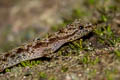 Phuket Rock Gecko Cnemaspis phuketensis (Phuket Day Gecko)