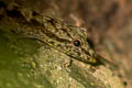 Phuket Rock Gecko Cnemaspis phuketensis (Phuket Day Gecko)