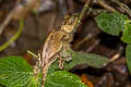 Red-lipped Tree Lizard Acanthosaura rubrilabris