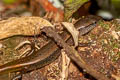 Red-tailed Leaf-litter Skink Scincella rufocaudatus (Red-tailed Ground Skink)