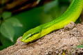 Red-tailed Racer Gonyosoma oxycephalum