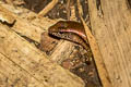 Reeves's Leaf-litter Skink Scincella reevesii 