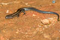 Reeves's Leaf-litter Skink Scincella reevesii 