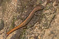 Rock-dwelling Ground Skink Scincella rupicola