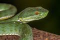 Sabah Bamboo Pit Viper Trimeresurus sabahi (Banded Pit Viper, Thai Peninsula Pit Viper)