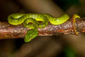 Sabah Bamboo Pit Viper Trimeresurus sabahi (Banded Pit Viper, Thai Peninsula Pit Viper)