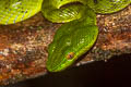 Sabah Bamboo Pit Viper Trimeresurus sabahi (Banded Pit Viper, Thai Peninsula Pit Viper)