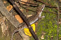 Siamese Ground Gecko Dixonius siamensis (Spotted Ground Gecko)