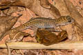 Siamese Ground Gecko Dixonius siamensis (Spotted Ground Gecko)