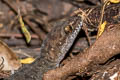 Siamese Ground Gecko Dixonius siamensis (Spotted Ground Gecko)