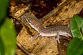 Siamese Ground Gecko Dixonius siamensis (Spotted Ground Gecko)