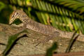 South-east Asian Monitor Varanus nebulosus